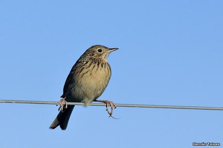 Cachirla pálida (Anthus hellmayri)