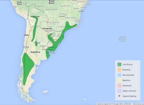 Cachirla pálida (Anthus hellmayri)