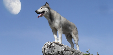 Instinto animal. Sobrevivir en tiempos de incertidumbre.