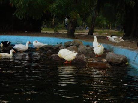 Patos Parque Morales