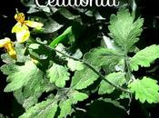 Propiedades medicinales Celidonia (Chelidonium majus)