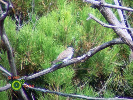 Ejemplar de tórtola europea captado fugazmente sobre una rama entre pastos ganaderos