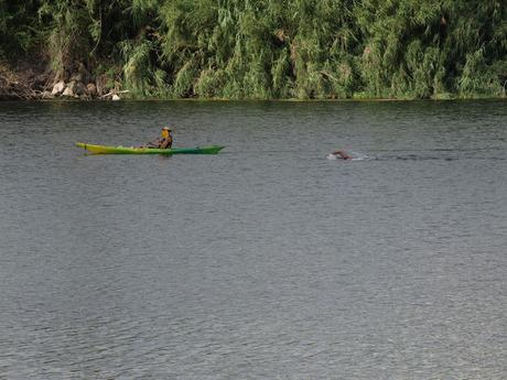 Ultra Ebre Swim Marathon. 15.000m