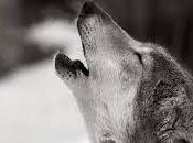 Debes saber esto soñar aullidos.