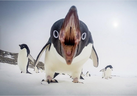 pingu3