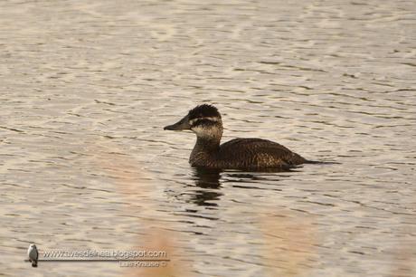 Pato zambullidor chico ( Lake Duck) Oxyura vittata