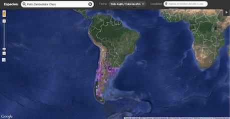 Pato zambullidor chico ( Lake Duck) Oxyura vittata