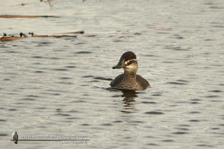 Pato zambullidor chico ( Lake Duck) Oxyura vittata