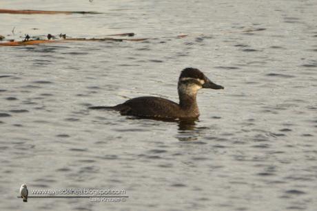 Pato zambullidor chico ( Lake Duck) Oxyura vittata