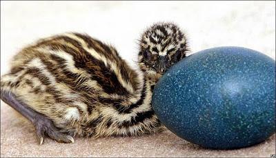 El que no vuela, corre II El que no vuela, corre II