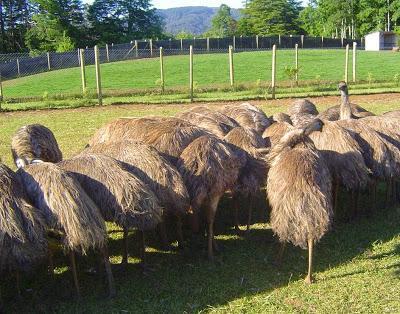 El que no vuela, corre II El que no vuela, corre II