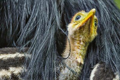 El que no vuela, corre II El que no vuela, corre II