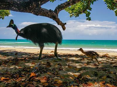 El que no vuela, corre II El que no vuela, corre II