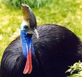 El que no vuela, corre II El que no vuela, corre II