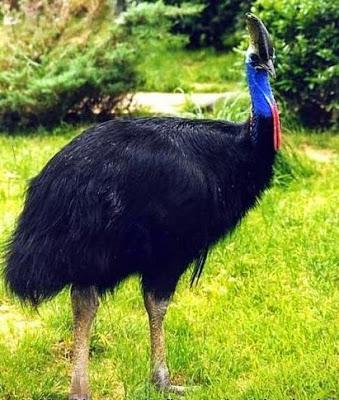 El que no vuela, corre II El que no vuela, corre II