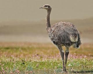 El que no vuela, corre II El que no vuela, corre II