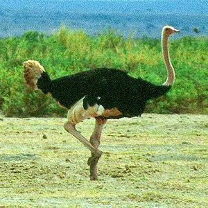 El que no vuela, corre II El que no vuela, corre II