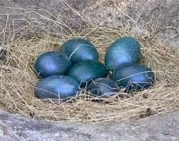 El que no vuela, corre II El que no vuela, corre II