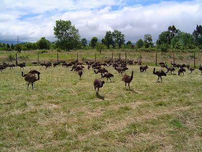 El que no vuela, corre II El que no vuela, corre II