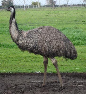 El que no vuela, corre II El que no vuela, corre II