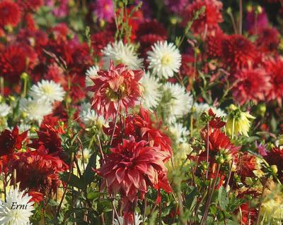 LA GRAN BATALLA DE FLORES DE LAREDO 2015