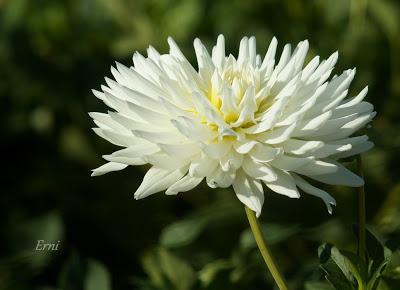 LA GRAN BATALLA DE FLORES DE LAREDO 2015
