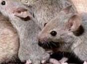 Cómo podemos prevenir controlar ratas