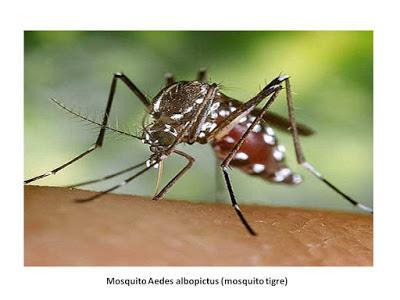 Infección por virus Chikungunya