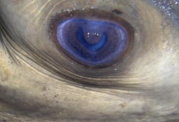 La visión en los animales (III): El iris