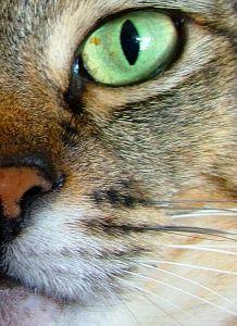 La visión en los animales (III): El iris