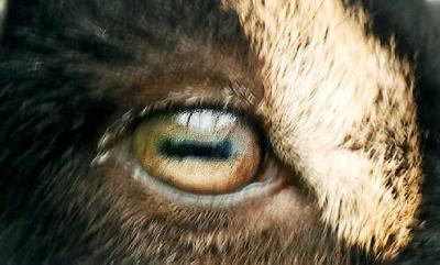 La visión en los animales (III): El iris