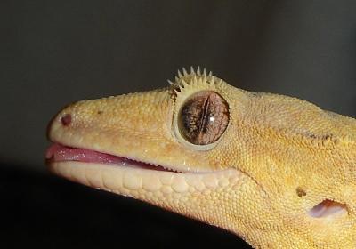 La visión en los animales (III): El iris