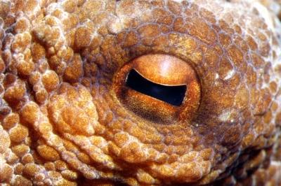 La visión en los animales (III): El iris