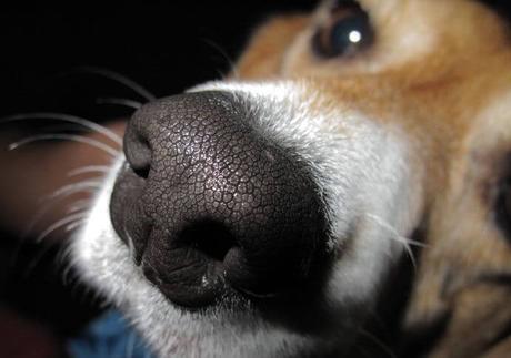 Por que los perros tienen la nariz mojada? Las razones más comunes