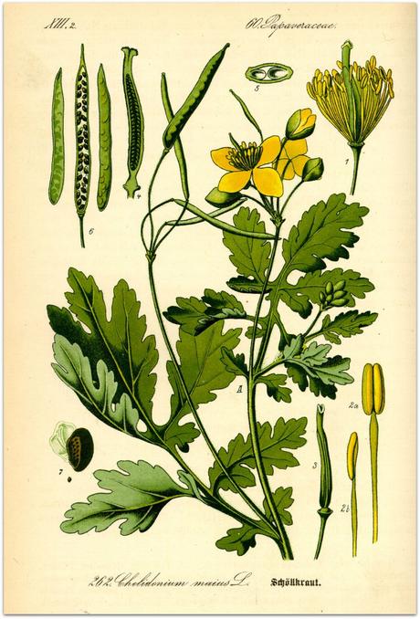 Contra callos y verrugas, una planta tóxica: Celidonia