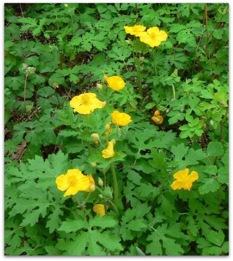 Contra callos y verrugas, una planta tóxica: Celidonia