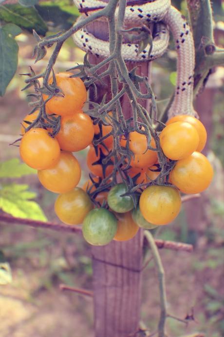 TOMATES CHERRYS SECOS