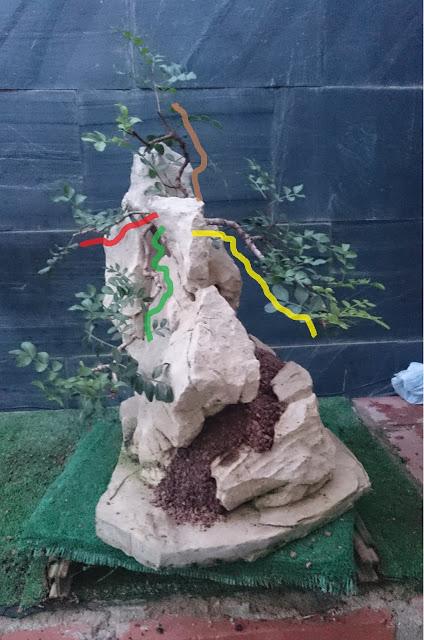 Pistacia lentiscus : evolución a largo plazo