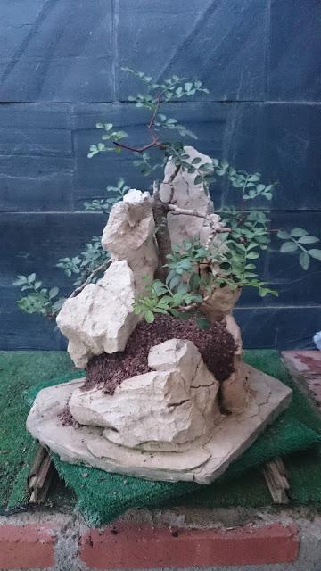 Pistacia lentiscus : evolución a largo plazo