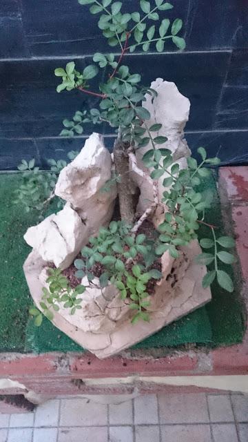 Pistacia lentiscus : evolución a largo plazo