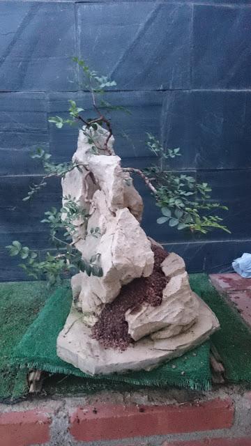 Pistacia lentiscus : evolución a largo plazo