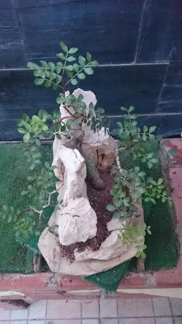 Pistacia lentiscus : evolución a largo plazo