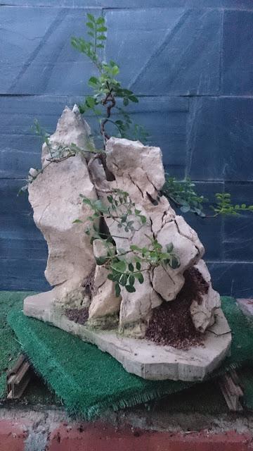 Pistacia lentiscus : evolución a largo plazo