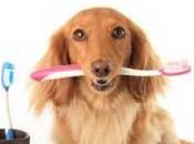 ¿Por Cómo Cepillar Dientes Perro?