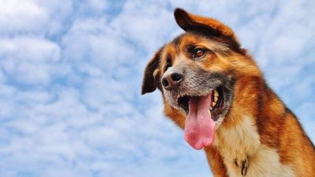 Descubre el motivo sobre por que los perros sacan la lengua