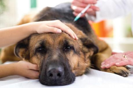 ¿Por qué se producen las convulsiones en perros? Las 10 causas más comunes