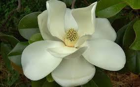sueño con magnolias