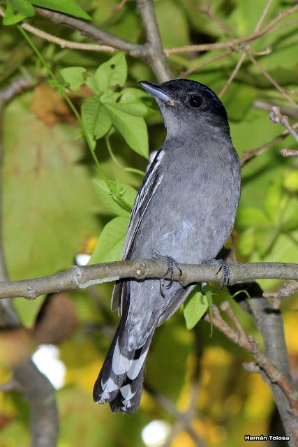 Anambé común (Pachyramphus polychopterus)