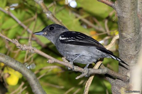 Anambé común (Pachyramphus polychopterus)