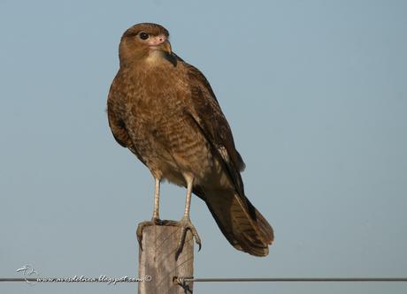 Chimango (Chimango Caracara) Milvago chimango